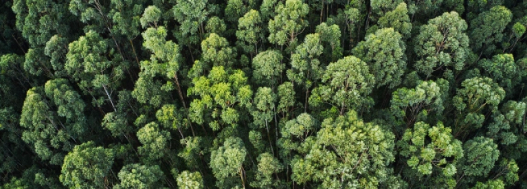 Las widziany z góry